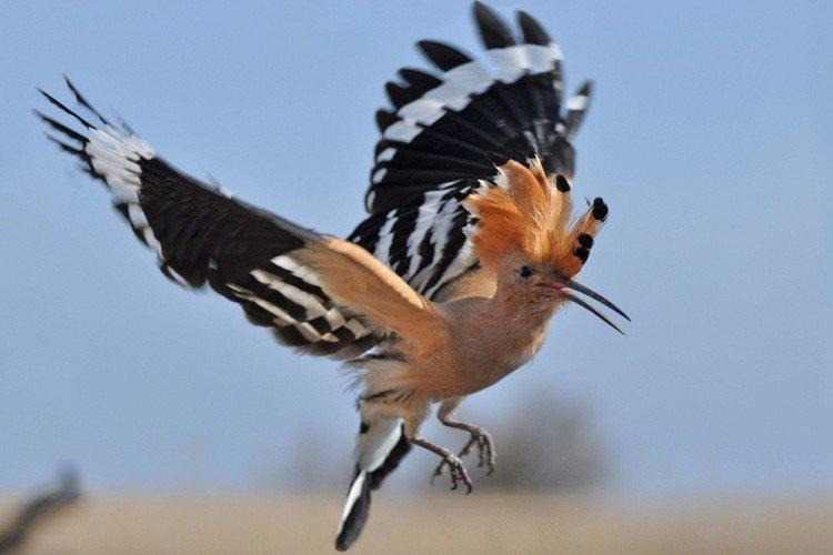 Huppe fasciée - photo d'oiseau