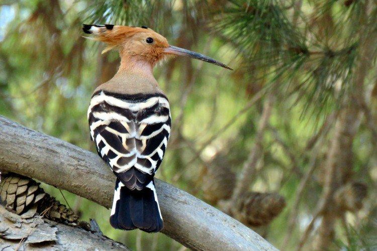 Combien de temps vivent les huppes ?