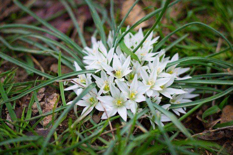 Ferme avicole à feuilles plates