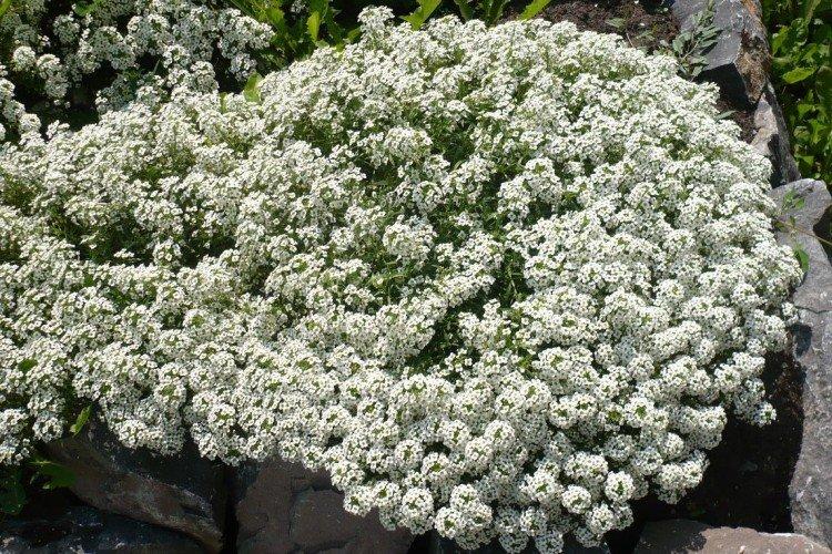 Lobularia - photo