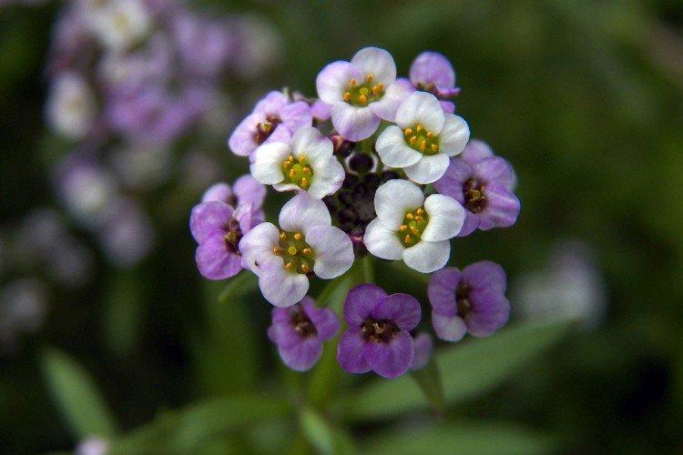 Lobularia - photo
