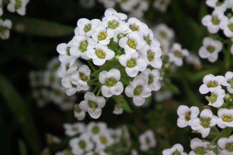 Lobularia - photo