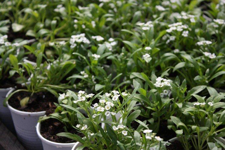 Plantation et reproduction de lobularia