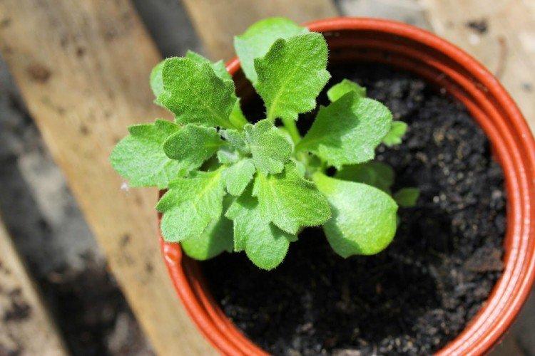 Obrieté de plantation et d'élevage