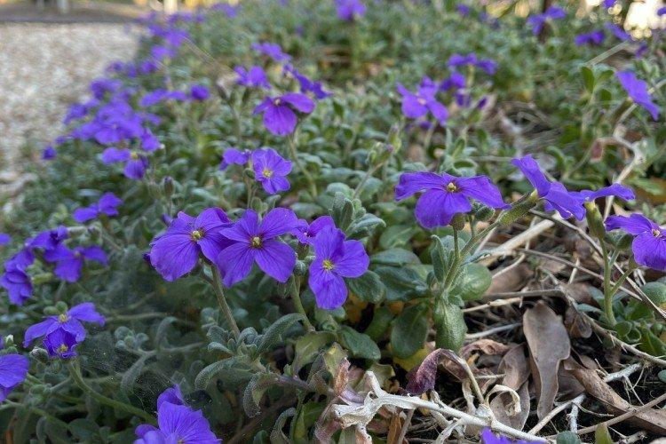 Lutte contre les parasites et les maladies