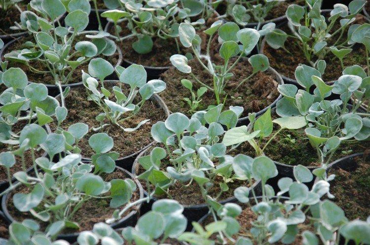 Plantation et reproduction de dichondra