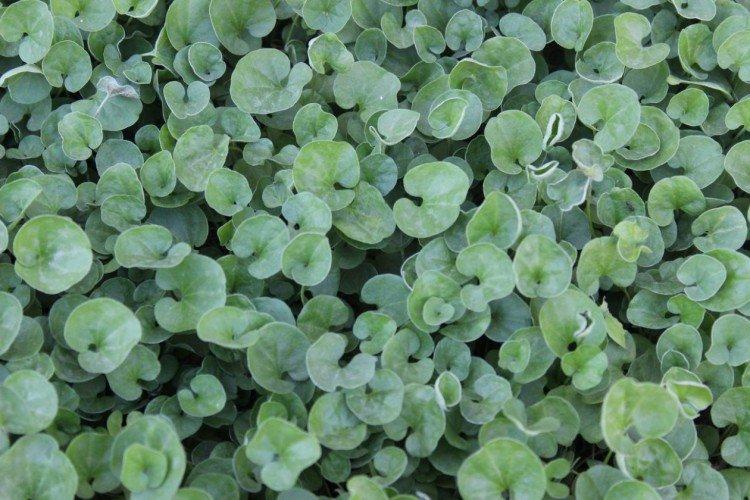 Dichondra - photo