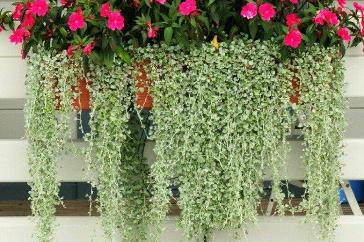 Dichondra - photo