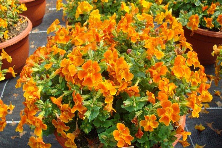 Mimulus (50 photos): types, soins et plantation en plein champ