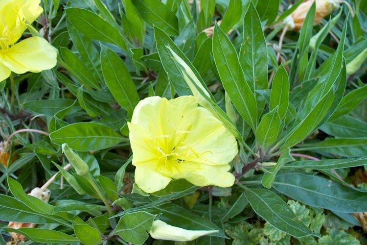 Lutte contre les parasites et les maladies