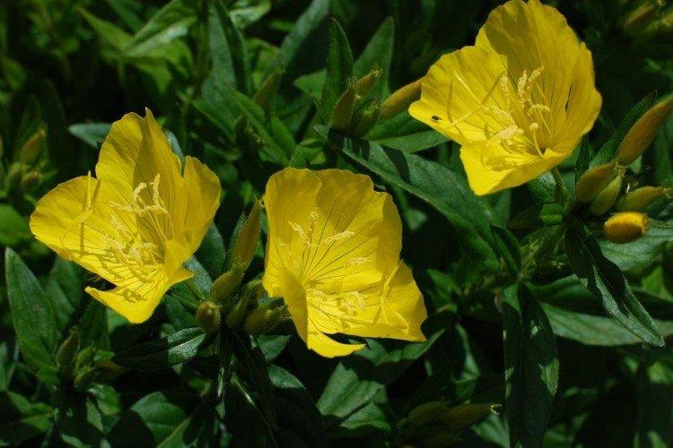 Onagre à grandes fleurs