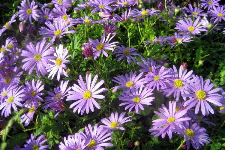 Brachycome en plusieurs parties