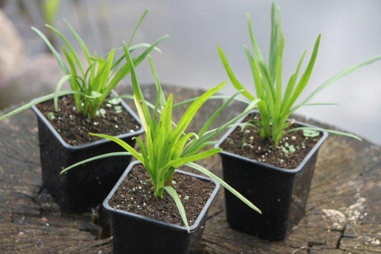 Planter et élever des liatris