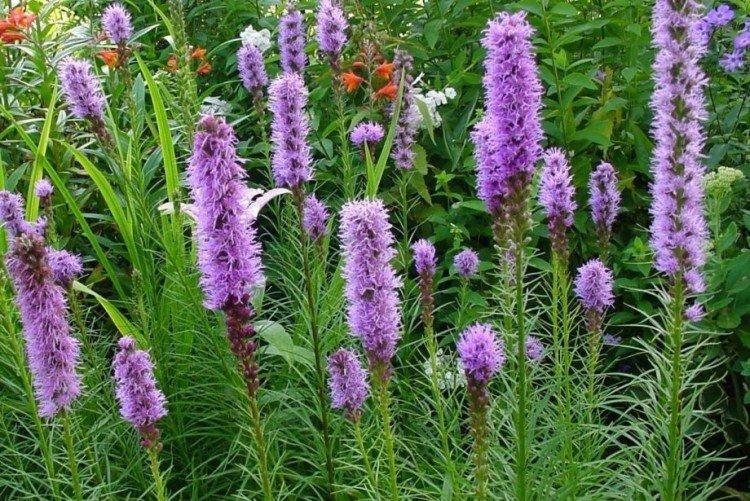 Liatris - photo