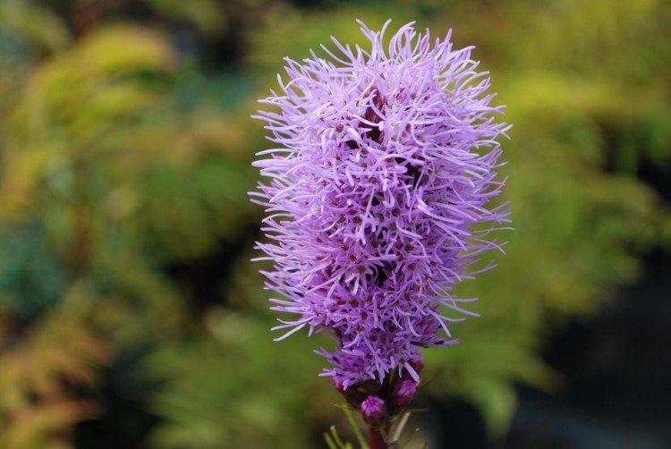 Liatris - photo