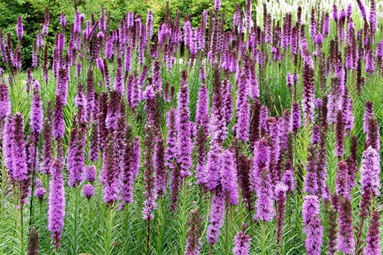 Liatris - photo