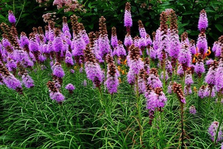 Liatris - photo