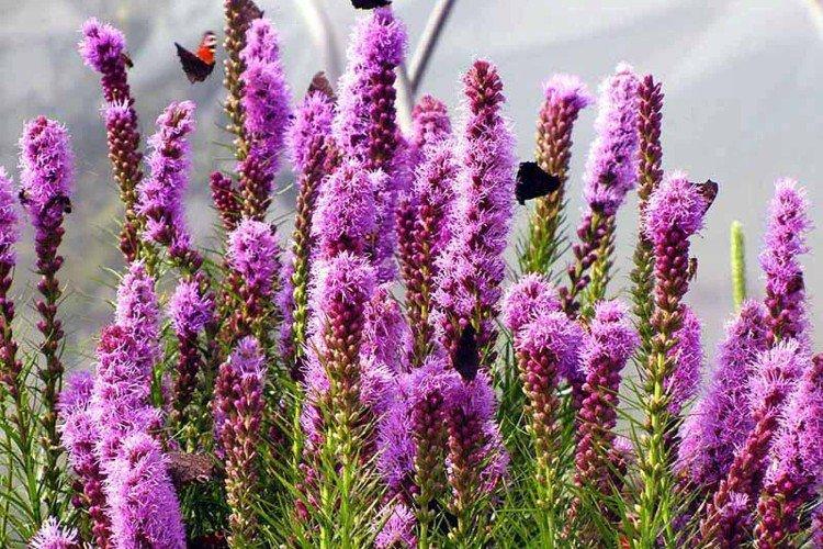 Liatris - photo