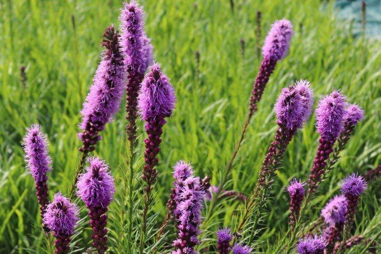 Liatris - photo