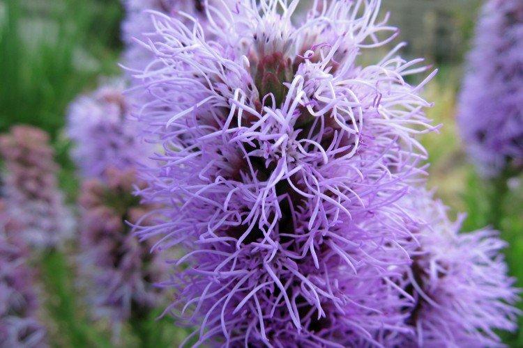 Liatris - photo