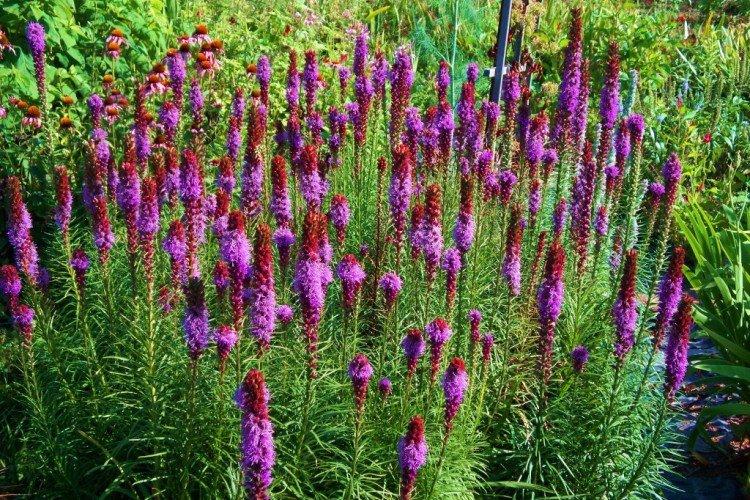 Liatris - photo
