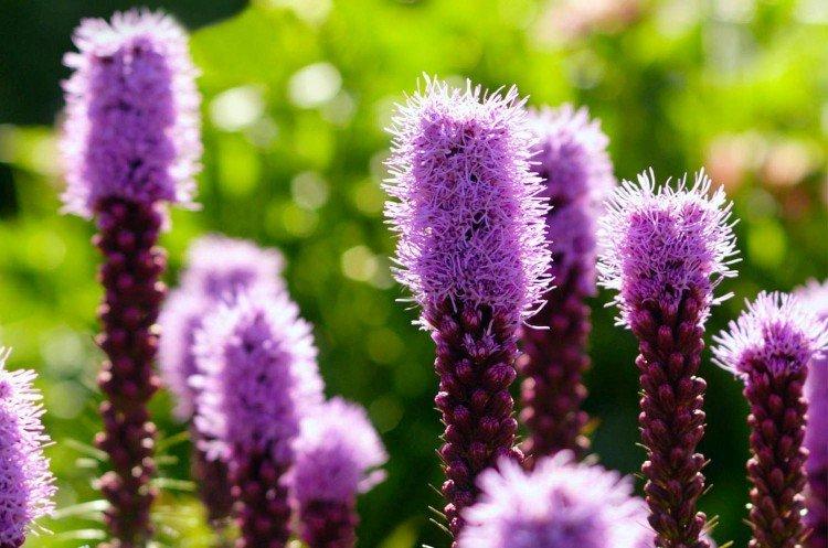 Liatris - photo