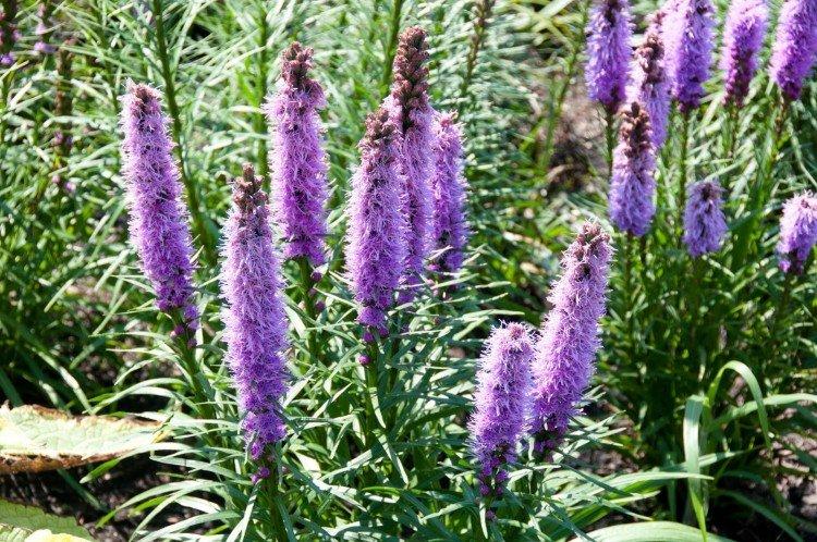 Liatris - photo