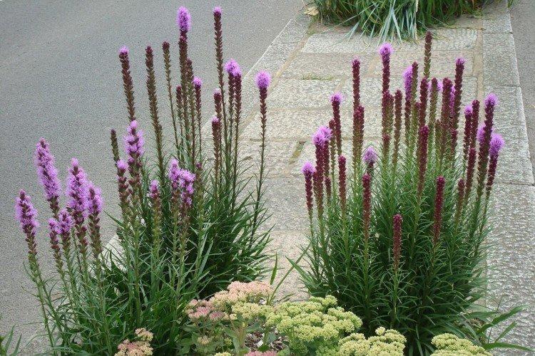 Liatris - photo