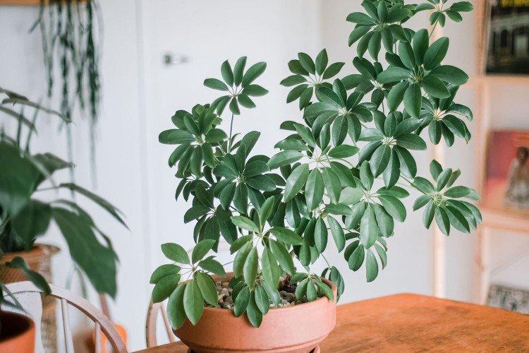 Engrais et alimentation