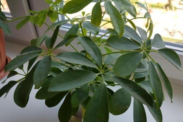 Schefflera - photo