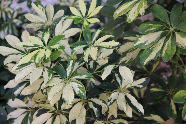 Schefflera - photo