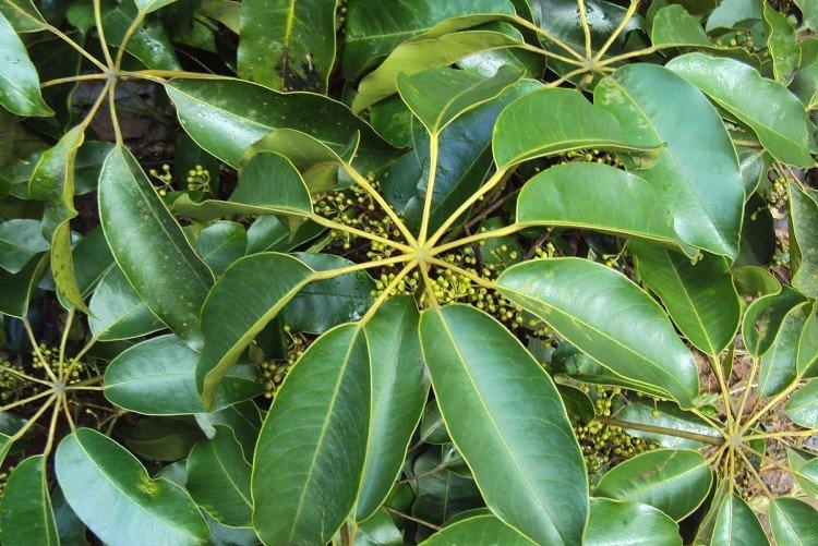 Schefflera - photo