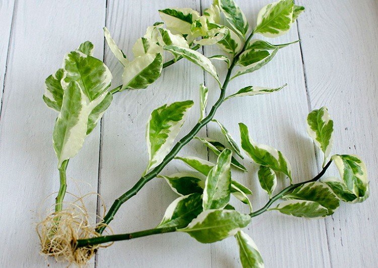 Reproduction et plantation de pédilanthus