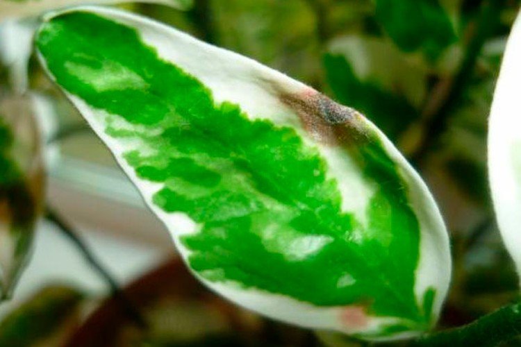 Lutte contre les parasites et les maladies