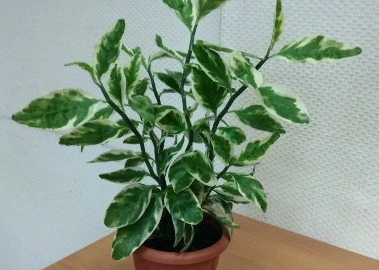 Pédilanthus - photo