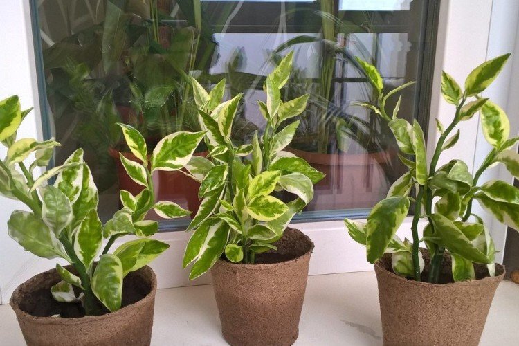 Pédilanthus - photo