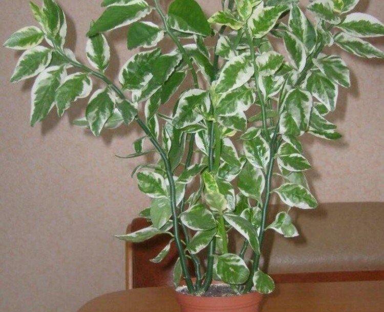 Pédilanthus titimaloïde