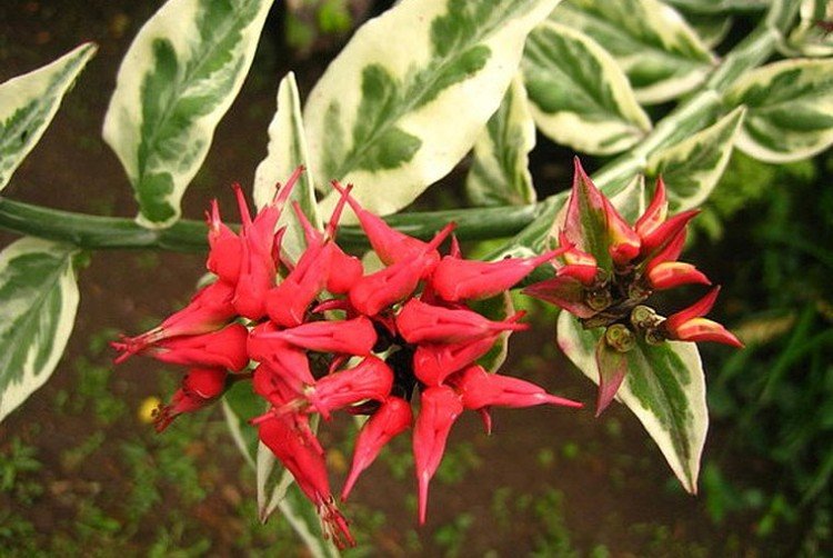 Pédilanthus - photo