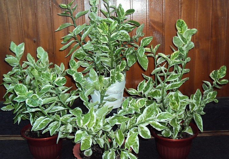 Pédilanthus - photo