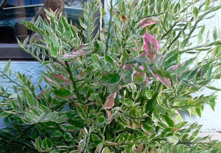 Pédilanthus - photo