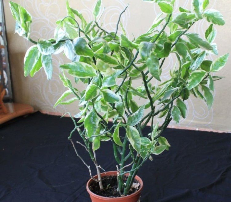 Éperon pédilanthus