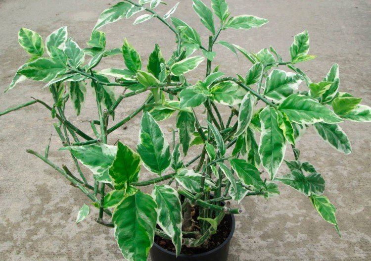 Pédilanthus - photo