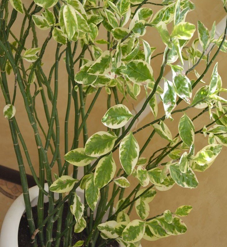 Pédilanthus - photo