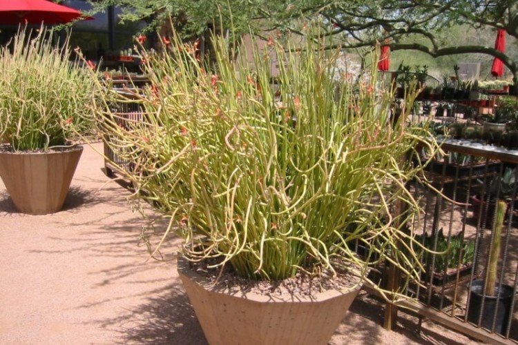 Pédilanthus à gros fruits