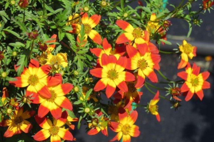 Engrais et alimentation