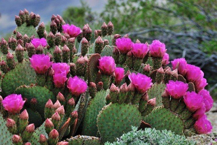 Opuntia (50 photos): types et soins appropriés à domicile