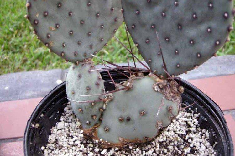 Lutte contre les parasites et les maladies