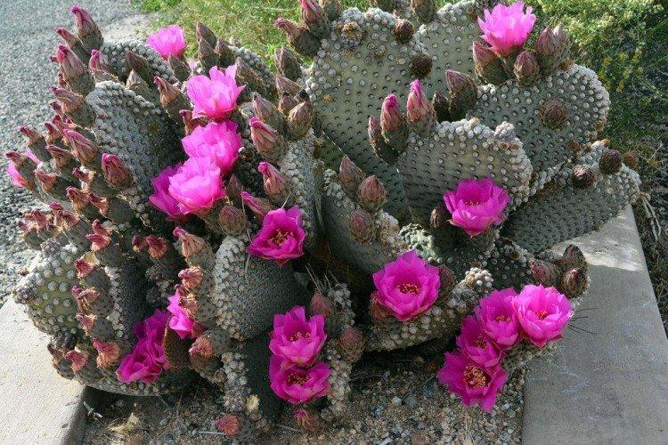 Opuntia - photo