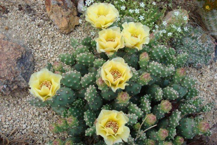 Opuntia - photo