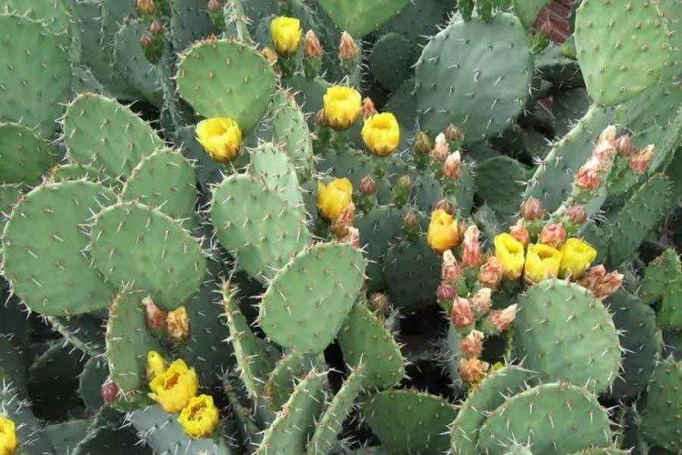 Opuntia - photo